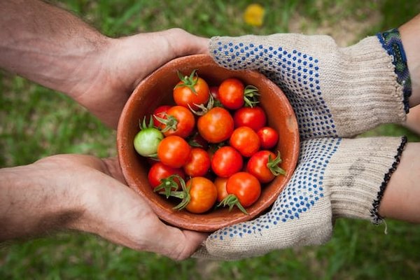 Quelle est la contribution des jardins partagés à la sécurité alimentaire ?